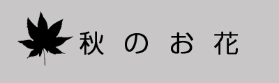 秋のお花
