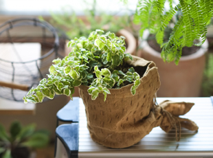 観葉植物