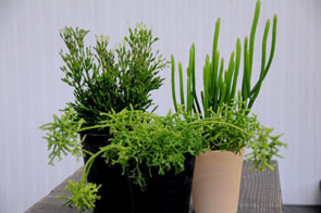 その他の植物