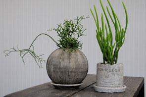 その他の植物
