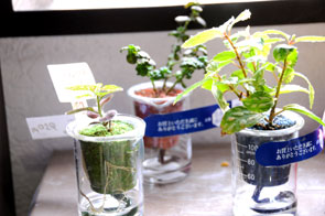 その他の植物