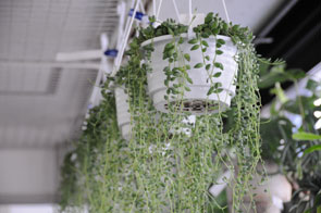その他の植物