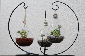 その他の植物
